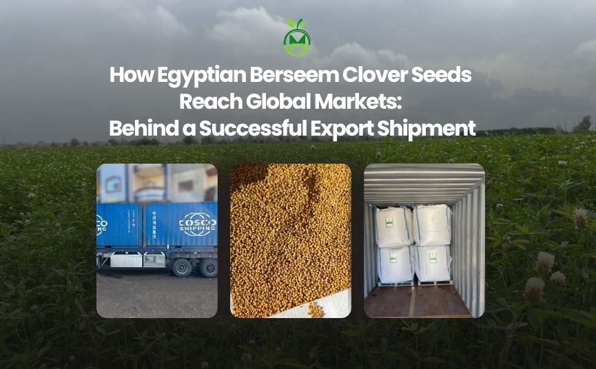 How Egyptian Berseem Clover Seeds Reach Global Markets: Behind a Successful Export Shipment